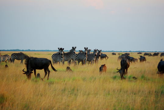 Budget Camping Safari Kafue Liuwa