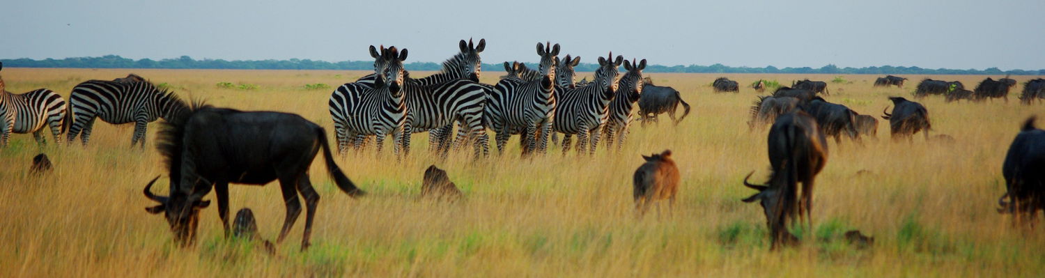 Budget Camping Safari Kafue Liuwa