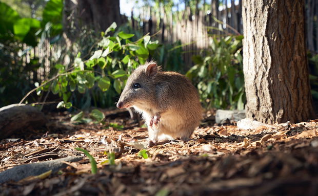 field mouse in nature, protected small species, beautiful, nature field mouse in nature, protected small species, beautiful, nature