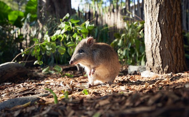 field mouse in nature, protected small species, beautiful, nature field mouse in nature, protected small species, beautiful, nature