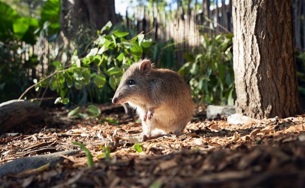 field mouse in nature, protected small species, beautiful, nature 