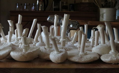 Mushroom foraging at Peace of Eden