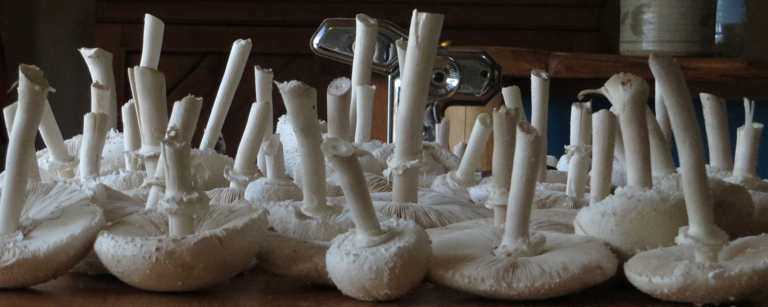 Mushroom foraging at Peace of Eden