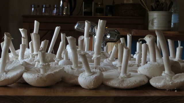 Mushroom foraging at Peace of Eden Mushroom foraging at Peace of Eden