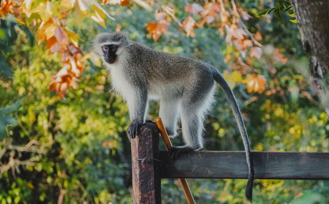 Living With Wildlife
