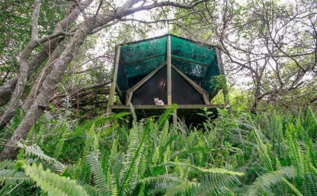 Forest glamping tents on timber decks in the magical woods near Knysna, in the heart of the garden route at a Vegan lodge called peace of eden