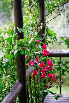 bougainvillea draped Gwendolyn's glade cottage at peace of eden vegan lodge , safe, forest, birds, bush buck close to beaches