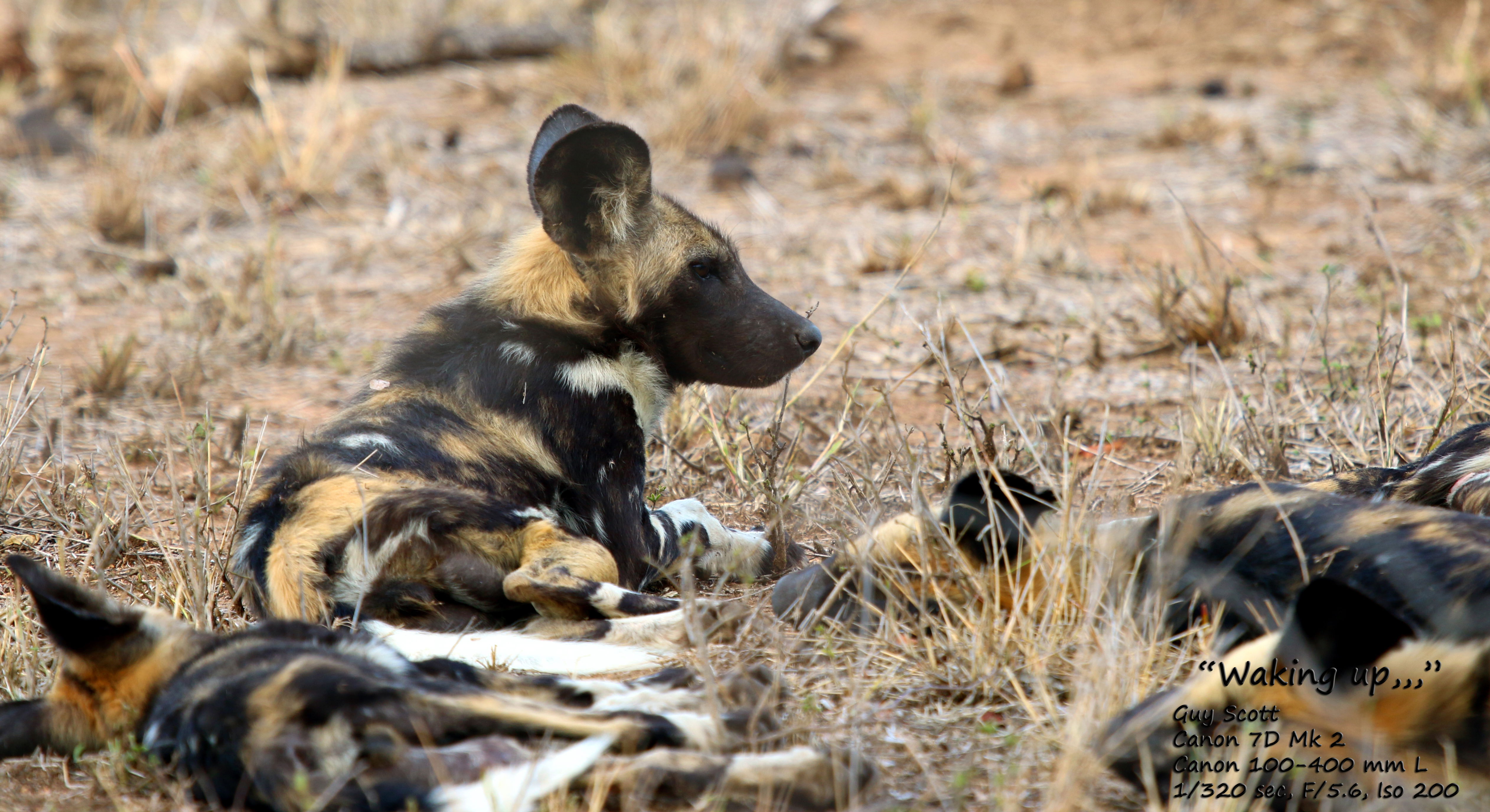 Wild Dog KNP