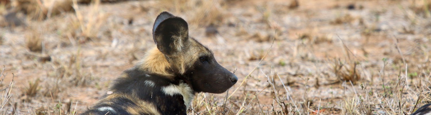 Wild Dog KNP