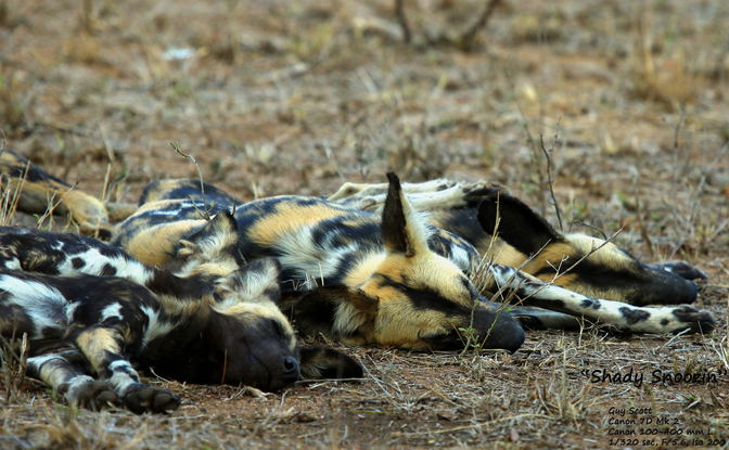 Safari Splendour Expedition: A 7-Day Wilderness and Culture Journey