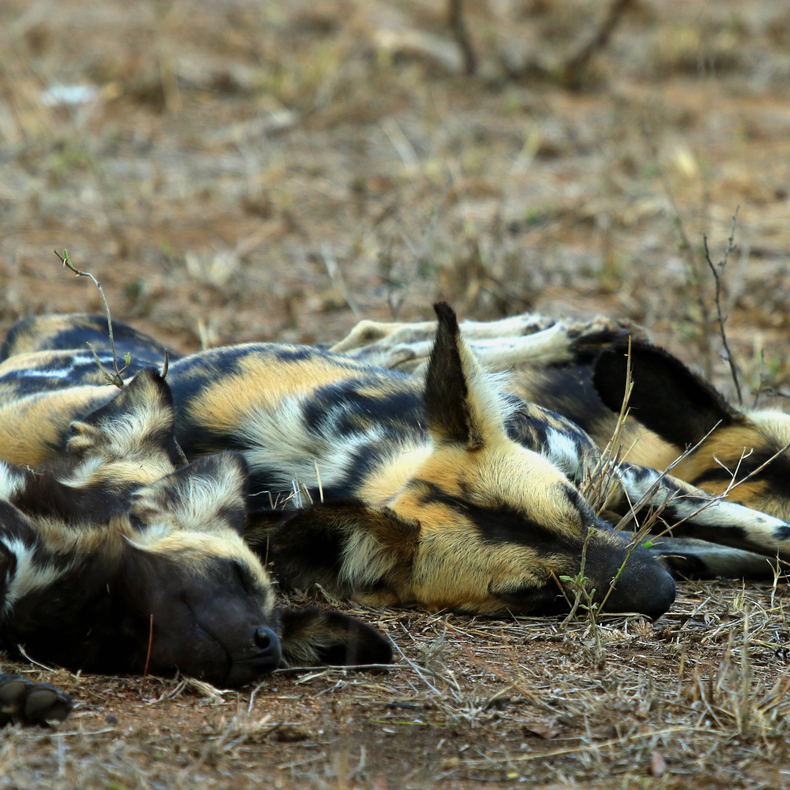 Wild Dog KNP Wild Dog KNP