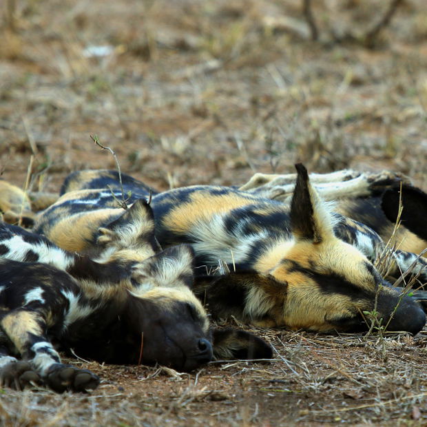 Wild Dog KNP Wild Dog KNP