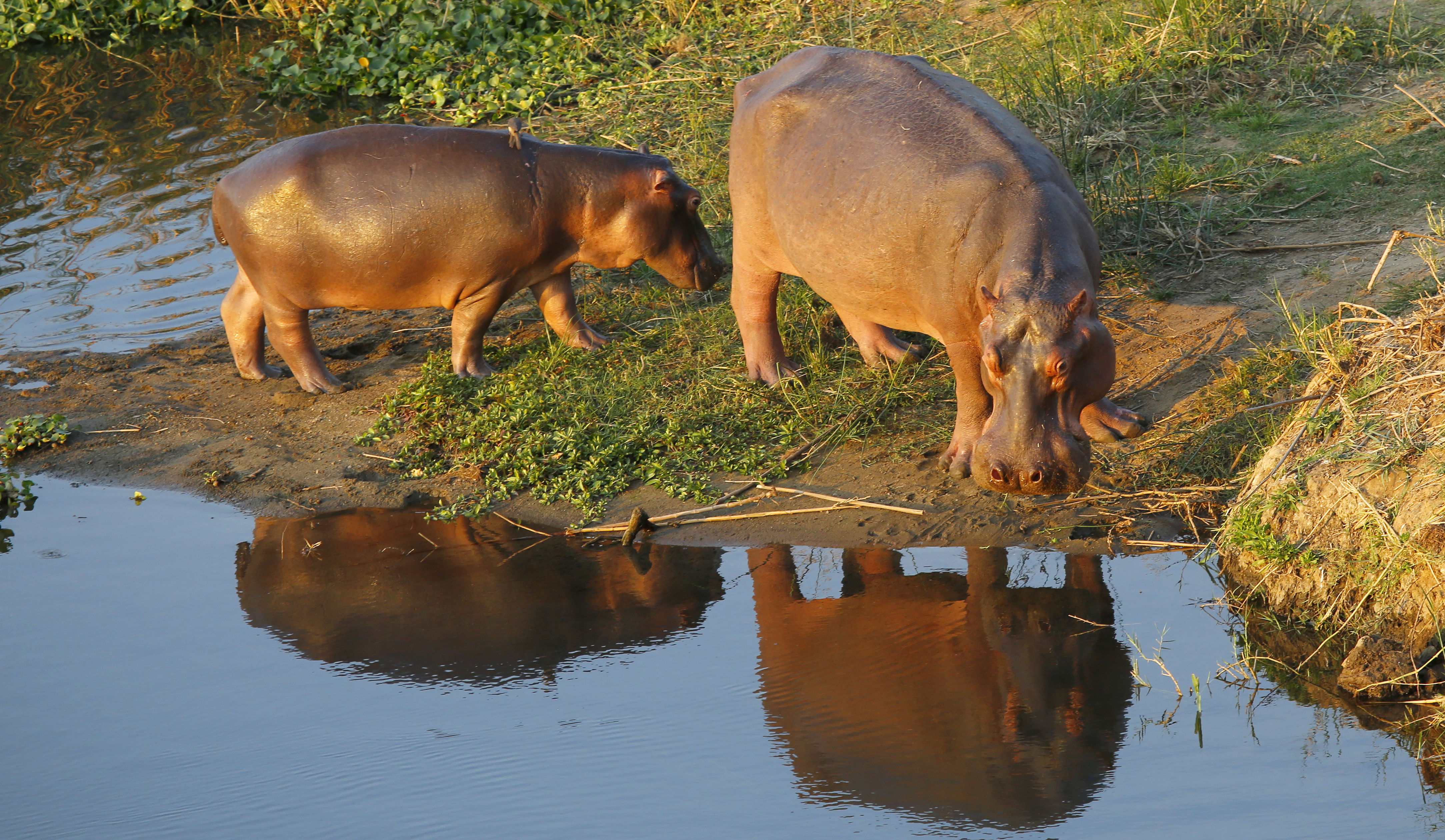 Hippos La Kruger Lifestyle Lodge - Morning Walk