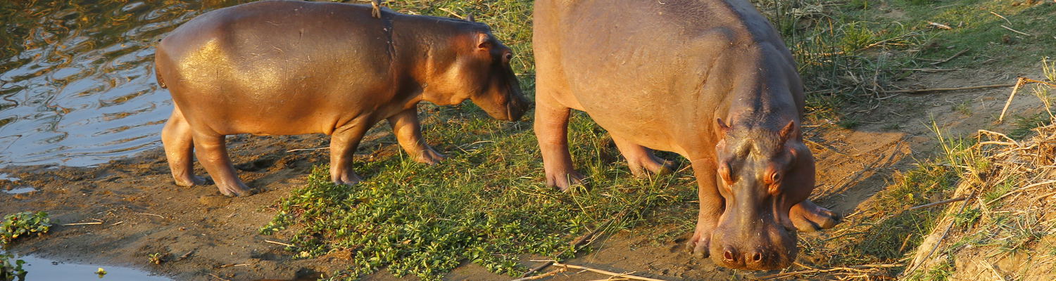 Hippos La Kruger Lifestyle Lodge - Morning Walk