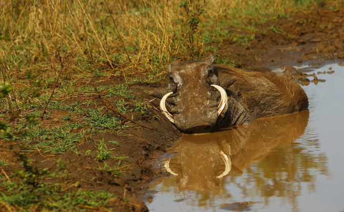 Ultimate Safari Odyssey: A 5-Day Wildlife Adventure