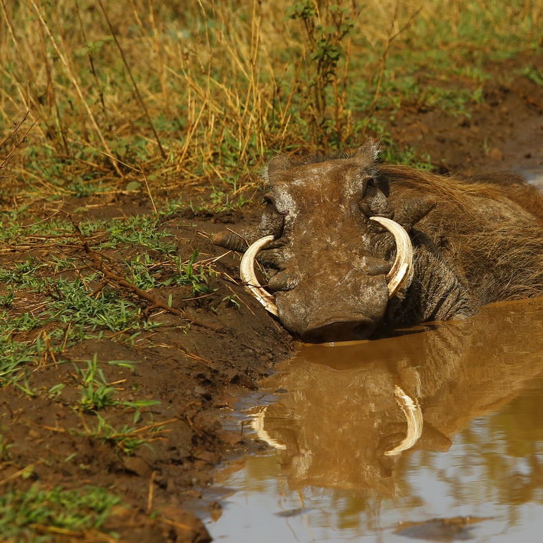Warthog In Puddle Kruger National Park