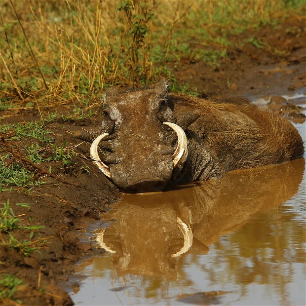 Warthog In Puddle Kruger National Park