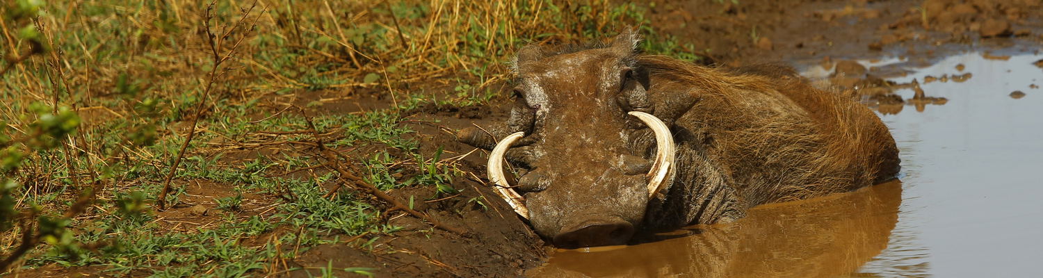 Warthog In Puddle Kruger National Park