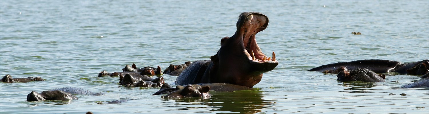Hippo Mouth Open Kruger National Park