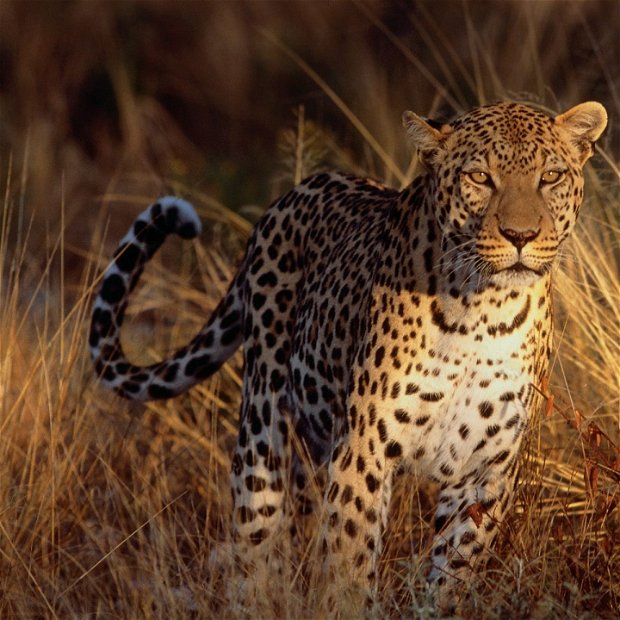 La Kruger Safari La Kruger Safari
