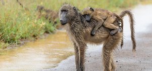 3-Night Safari Serenity · 1 Nov – 17 Dec 2026