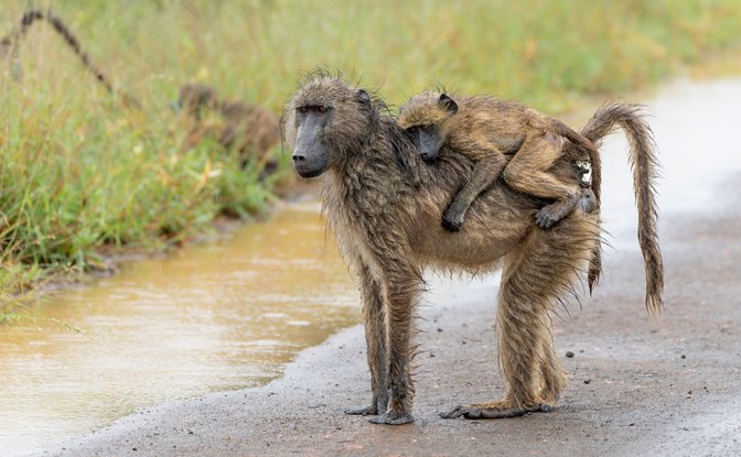 3-Night Safari Serenity · 1 Nov – 17 Dec 2026