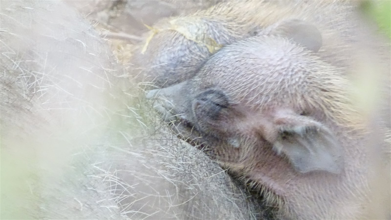Baby Warthog La Kruger Lifestyle Lodge