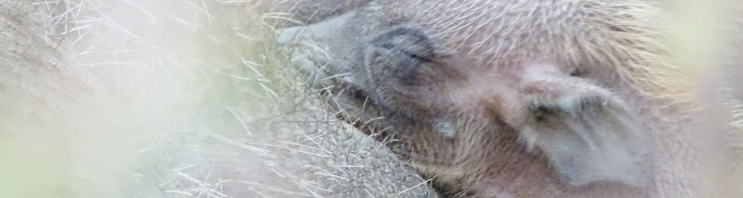 Baby Warthog La Kruger Lifestyle Lodge