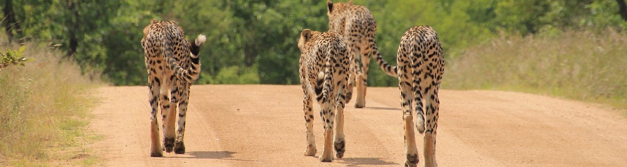 Cheetahs Walking
