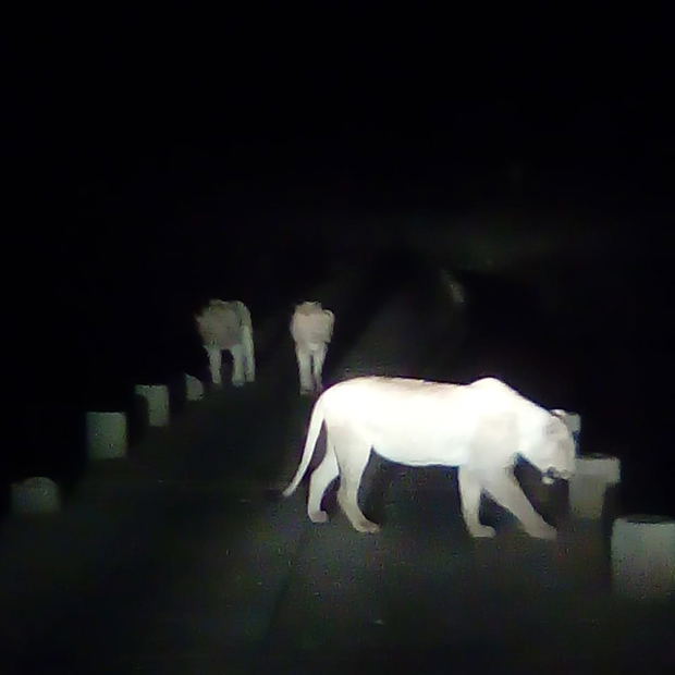 Three Lions On Crocodile Bridge