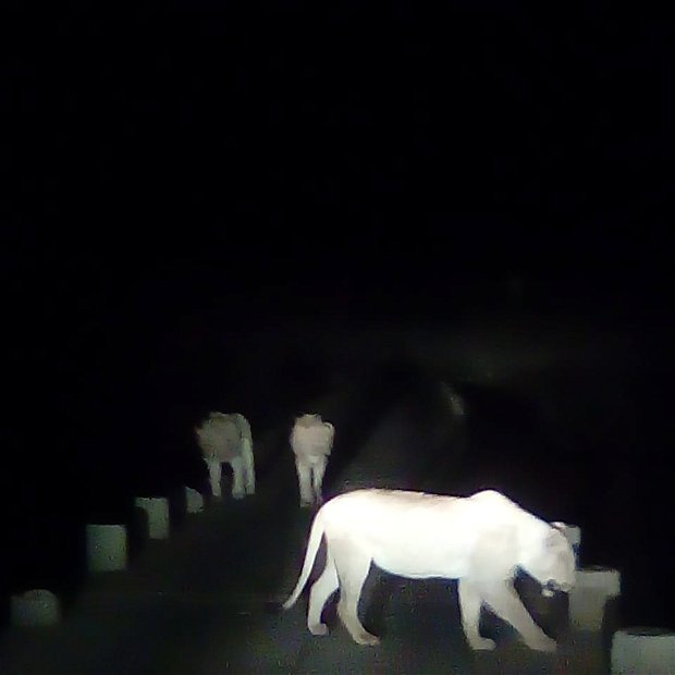 Three Lions On Crocodile Bridge