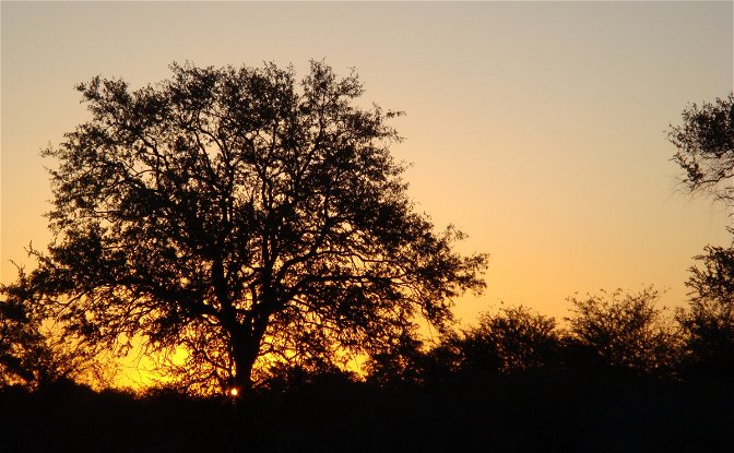 Kruger National Park Sunrise Drive