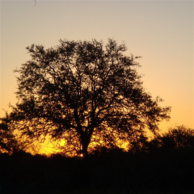 Kruger Sunrise Drive