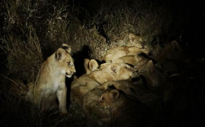 Kruger National Park Night Drive