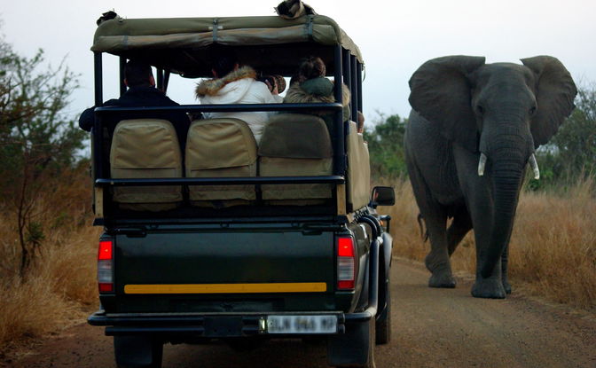 Kruger Half Day Open Vehicle Safari