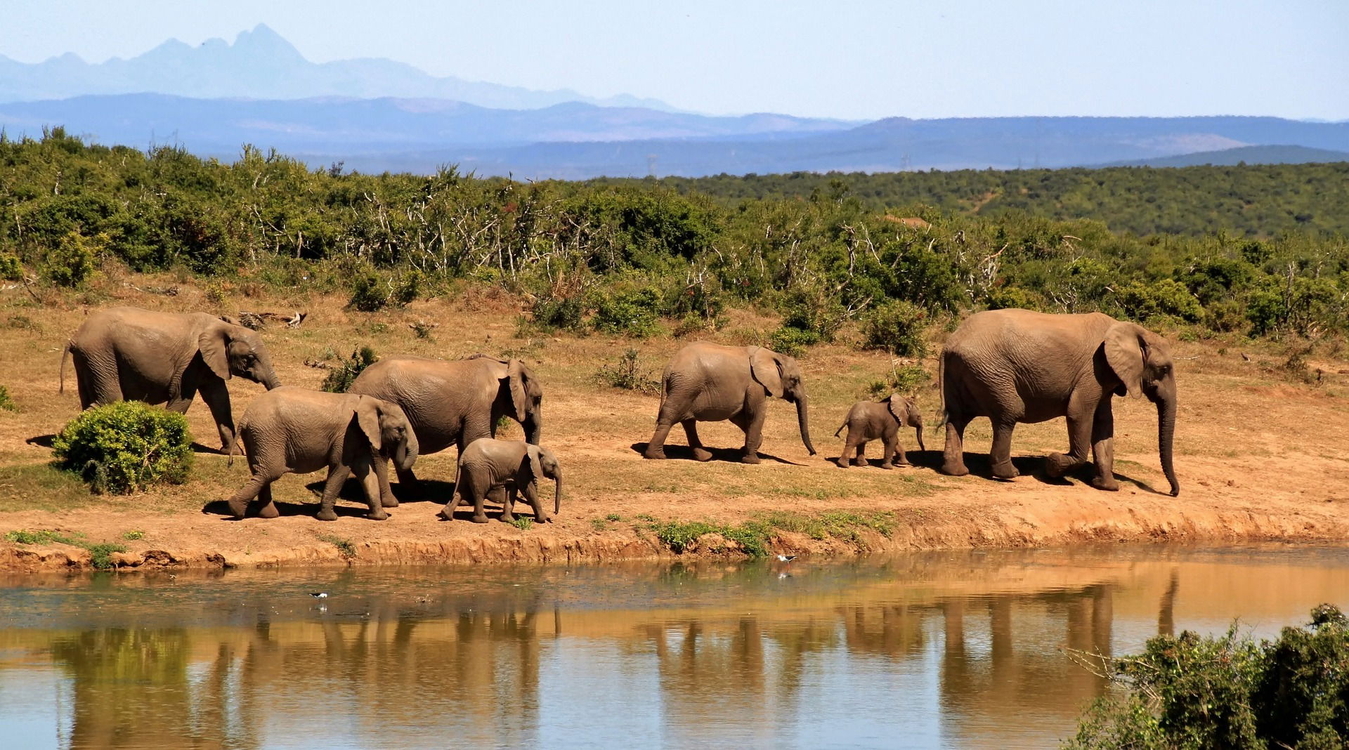 Elephants Playing Kruger National Park