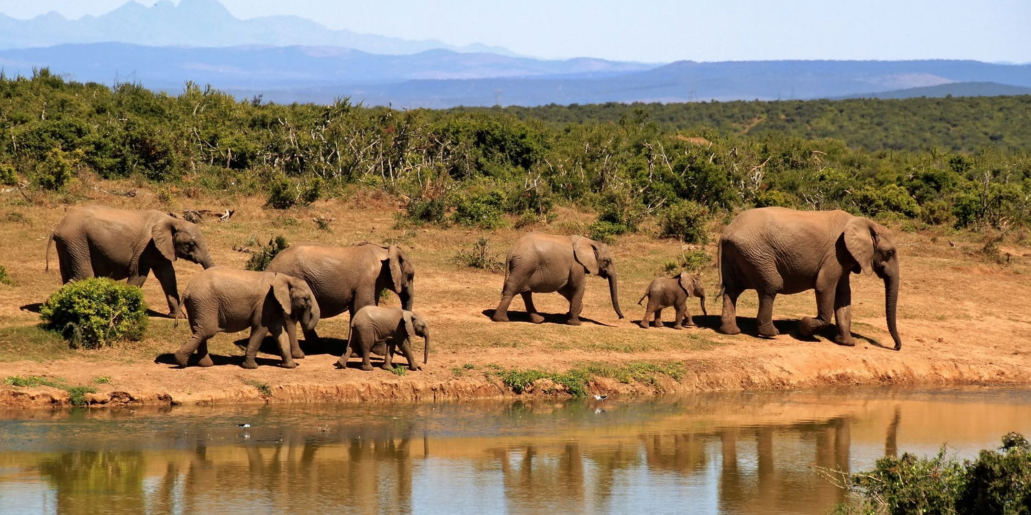 Elephants Playing Kruger National Park