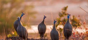 2-Night Kruger Escape · 4 Jan – 30 Apr 2027
