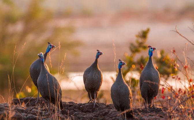2-Night Kruger Escape · 4 Jan – 30 Apr 2027