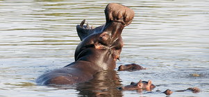 20% OFF 4-Day Safari Serenity Expedition (Nov 2026 | Dec 2026)