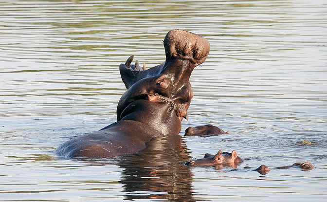 20% OFF 4-Day Safari Serenity Expedition (Nov 2026 | Dec 2026)