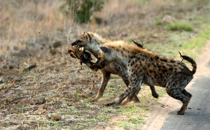 Safari Spectacle & Cultural Odyssey: A 6-Day Adventure