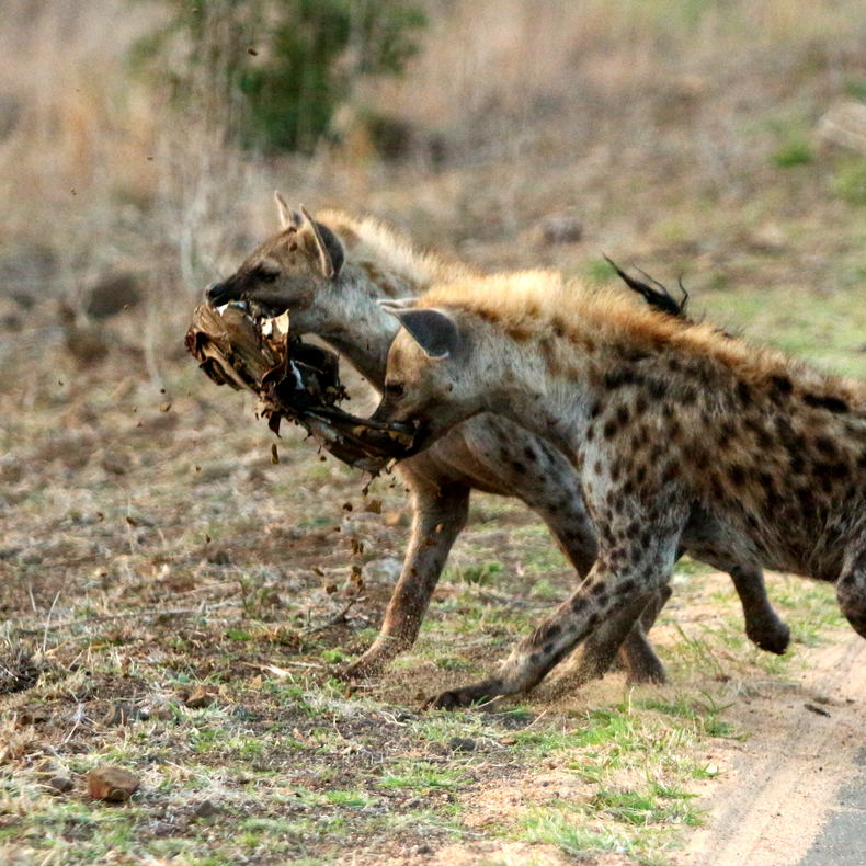 Hyena KNP Hyena KNP