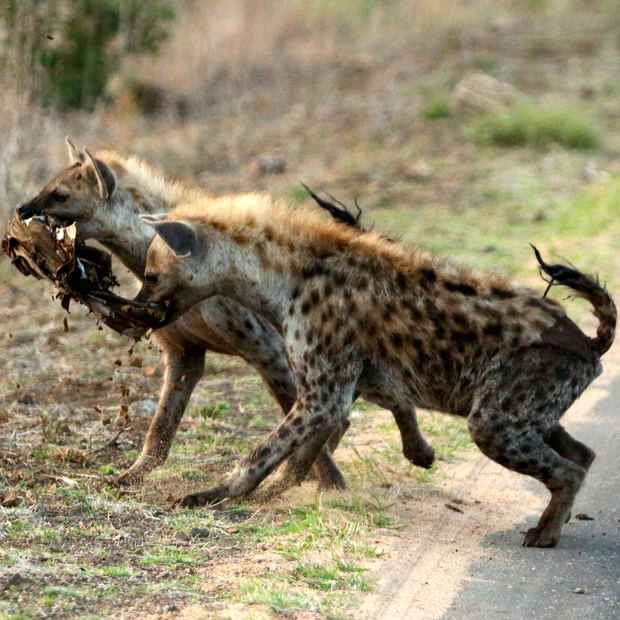 Hyena KNP Hyena KNP