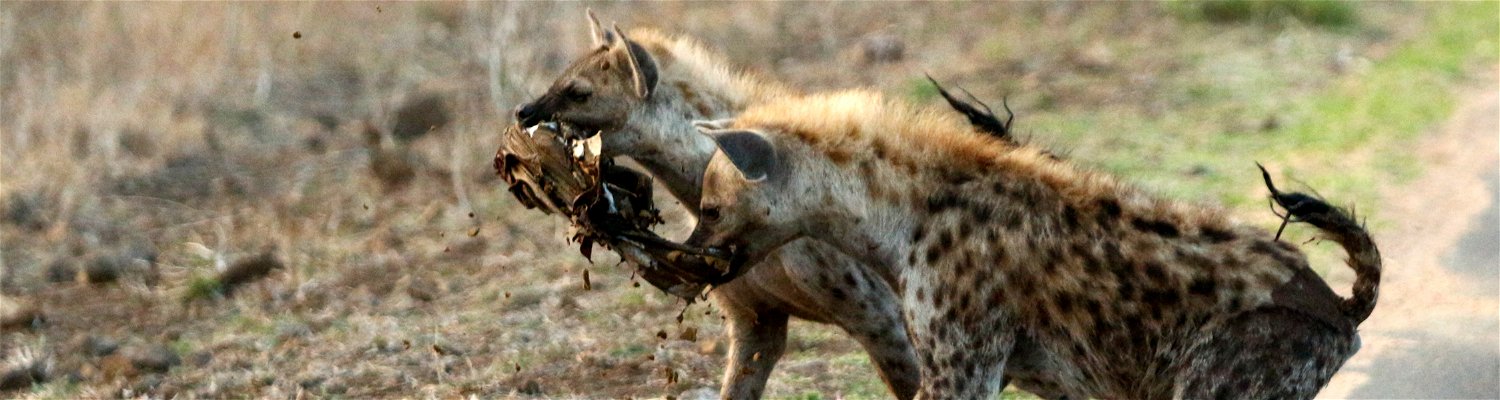 Hyena KNP