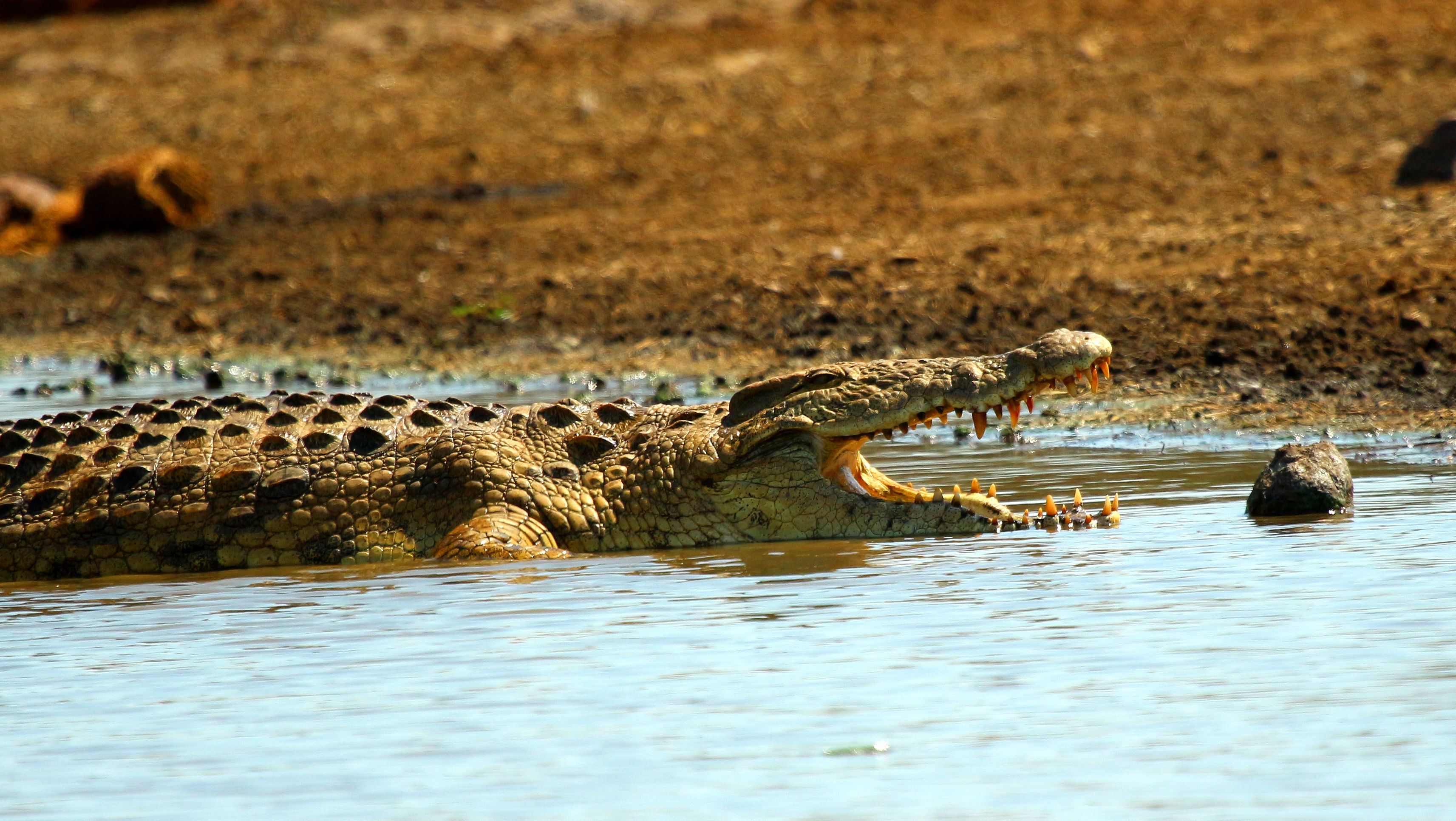 Croc KNP
