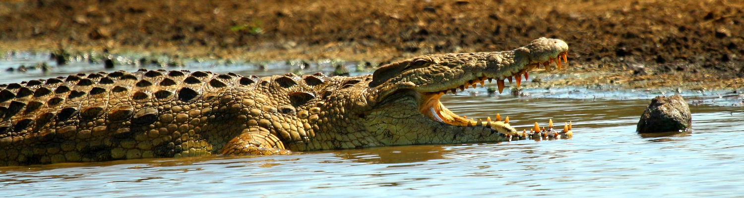 Croc KNP