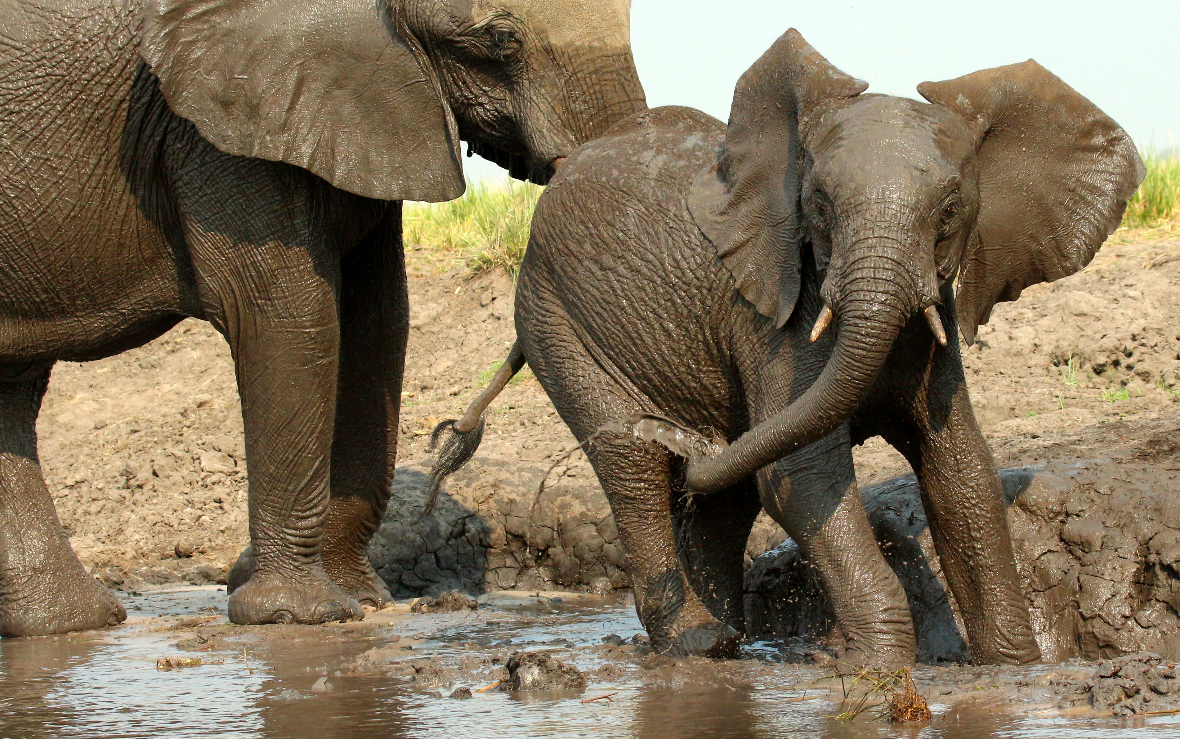 Elephants Playing Kruger National PArk