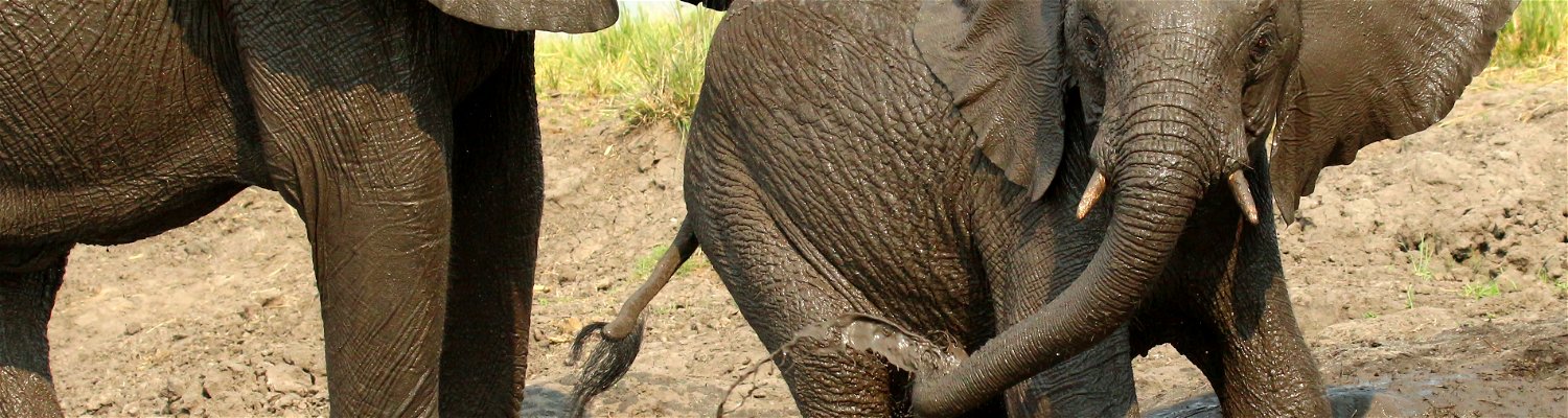Elephants Playing Kruger National PArk