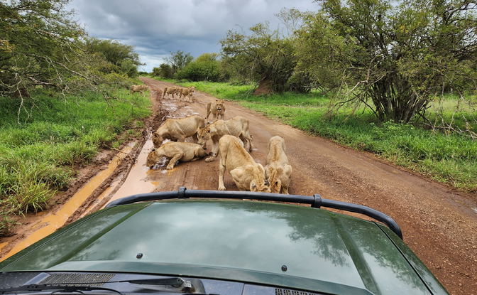 Kruger Open Vehicle Safari